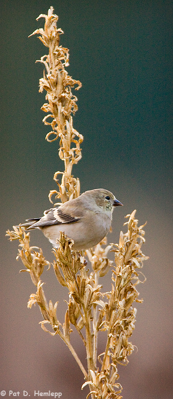 Fall perch