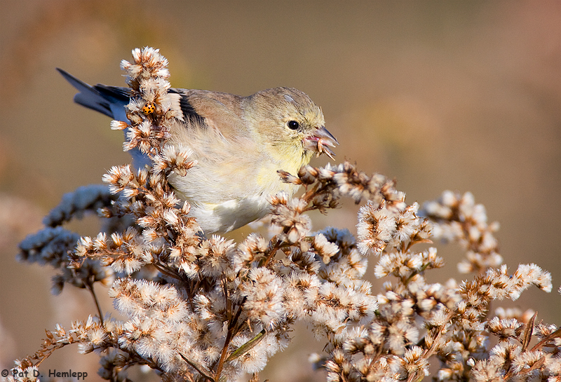 Fall feeding