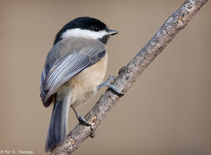 Chickadee, diagonal perch