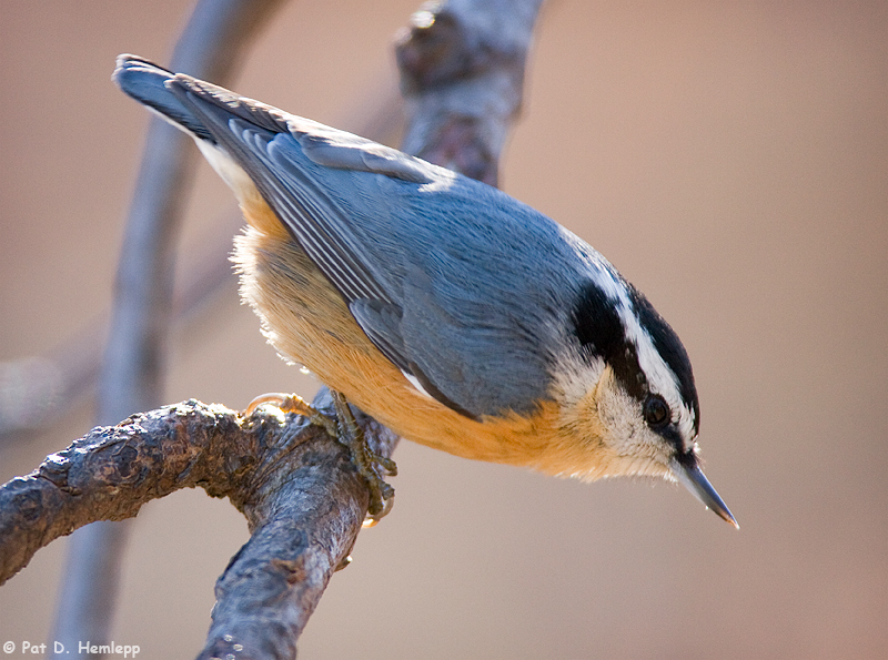 Red-breasted Nuthatch