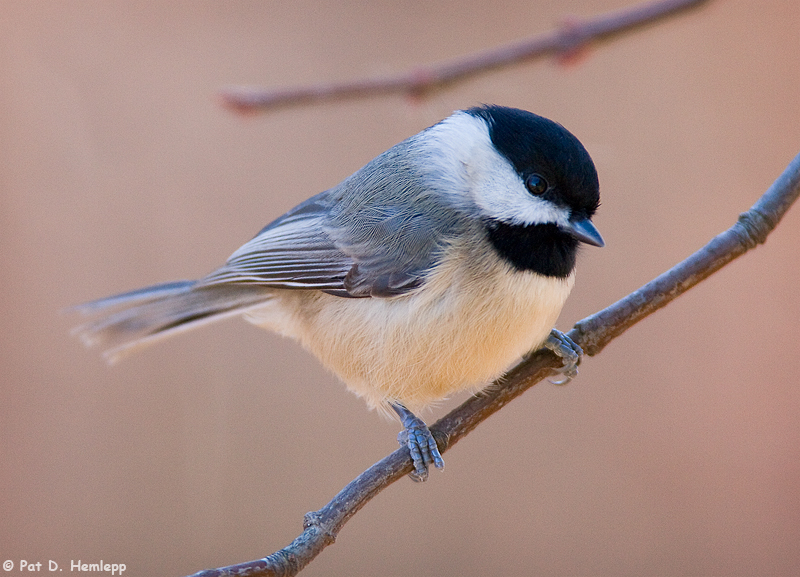 Perched Chickadee