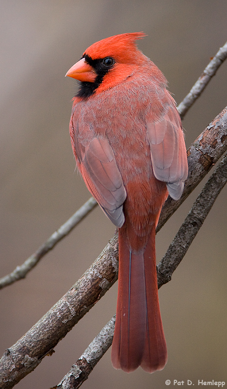 Shades of red