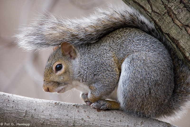 Squirrel at rest