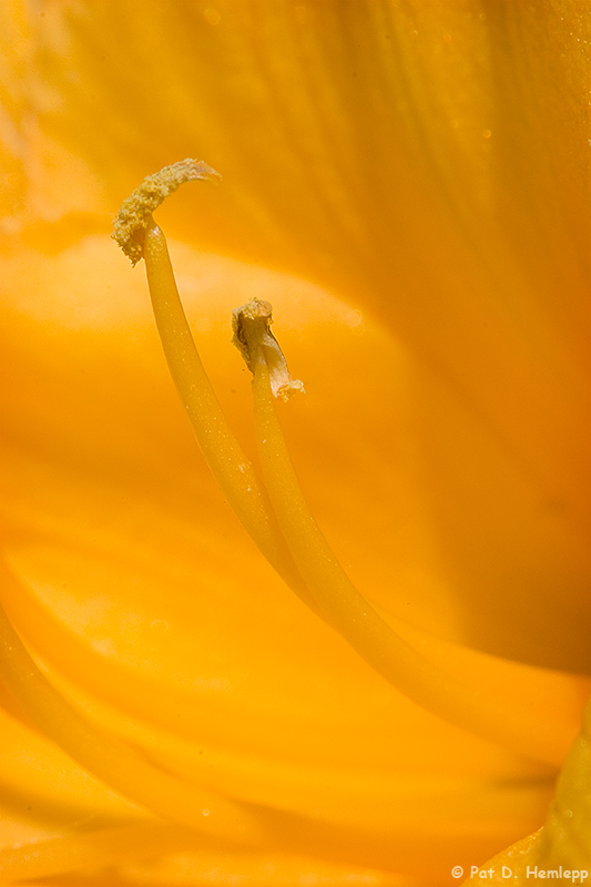 Daylily up close