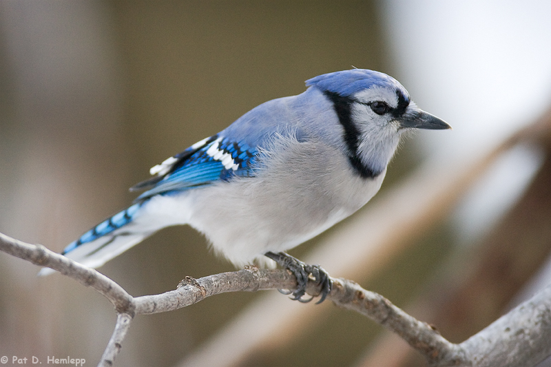 Jay with food