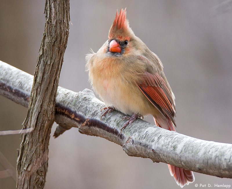 Ruffled feathers