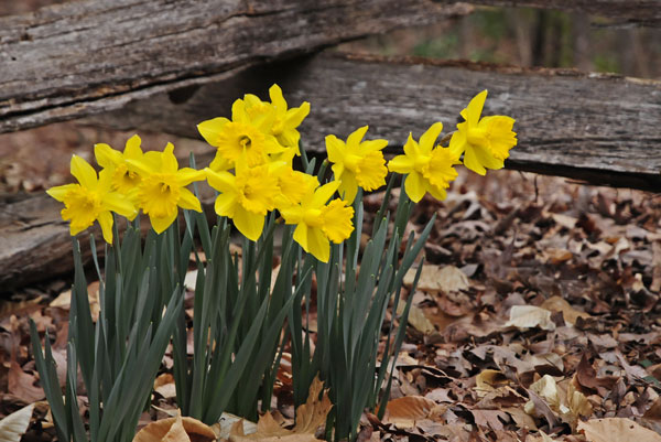 24 daffodils 4439