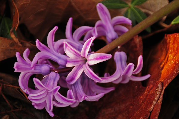 07 hyacinth 4455