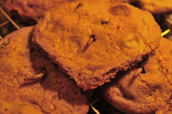 27 Mealworm chocolate chip cookies - YUM! 7004