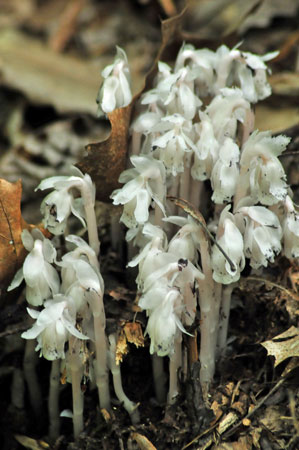 Indian pipes 5748
