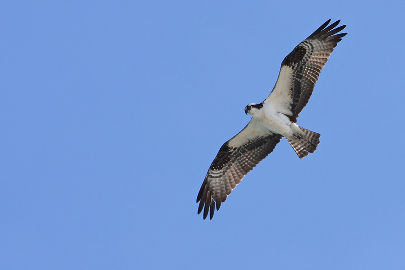 Osprey