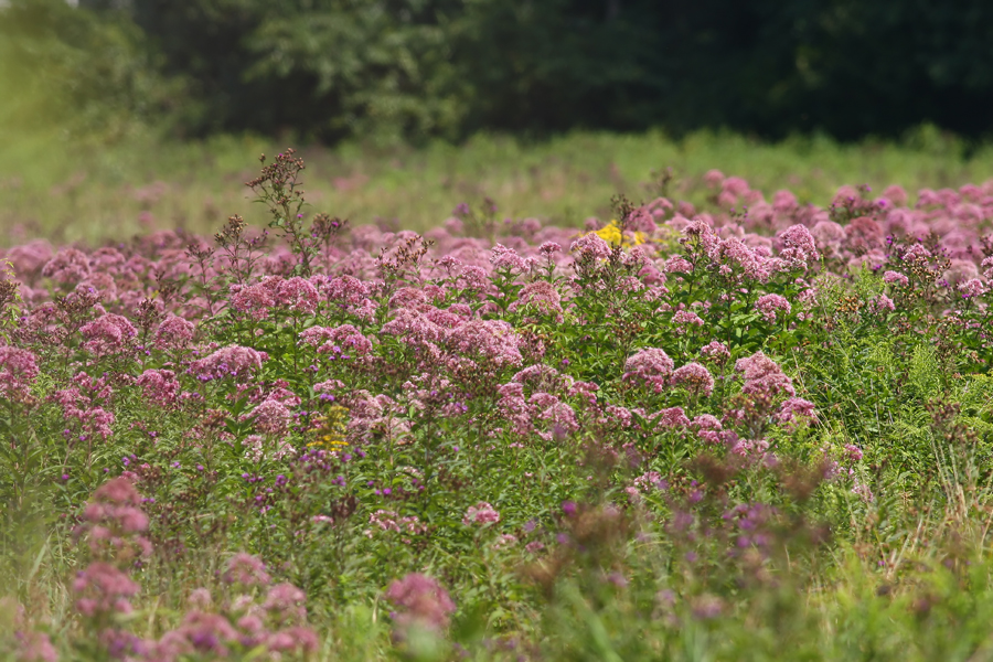 Joe Pye Weed and Ironweed