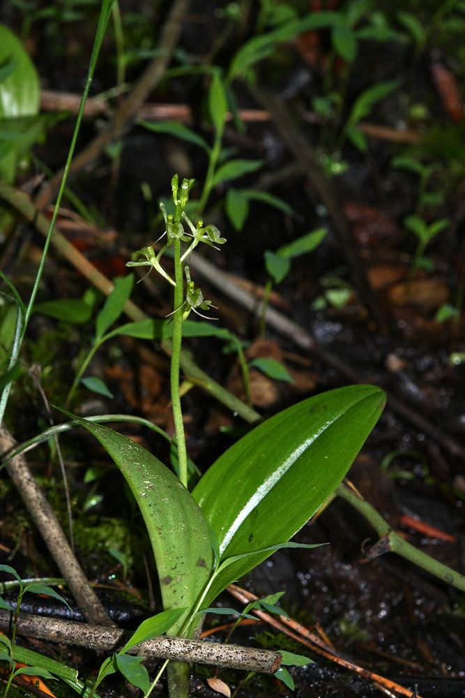 Fen Orchis or Loesels Twayblade (Liparis loeselii)