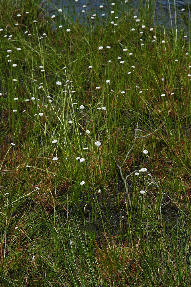 Flattened Pipewort (Eriocaulon compressum)