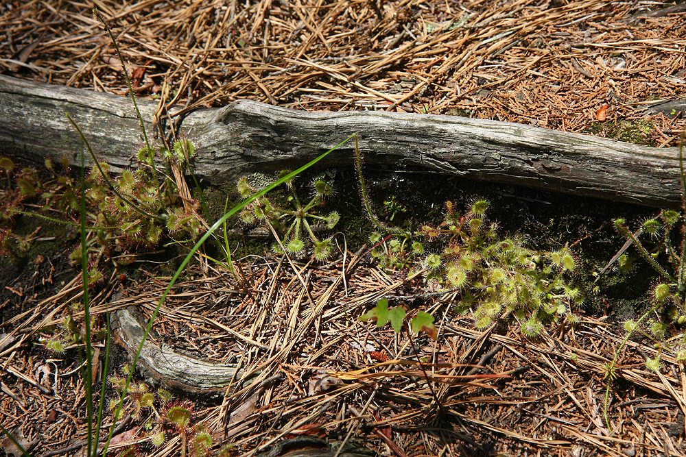 Round-leaved Sundews (Drosera rotundifolia)