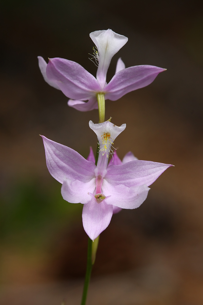 Grass Pink Orchid (Calopogon tuberosus)