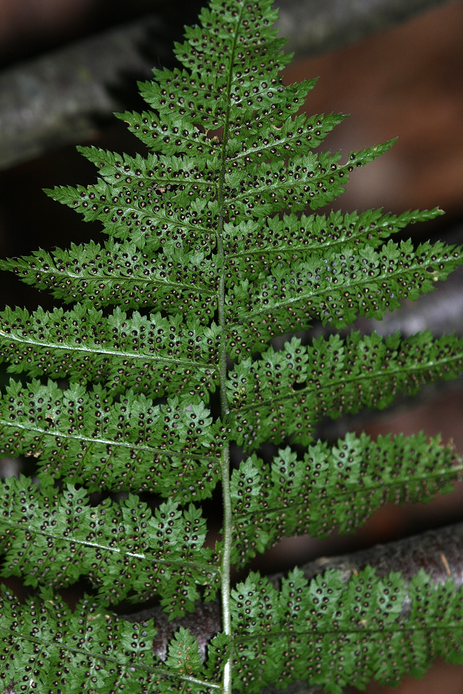 Dryopteris intermedia (Evergreen Wood Fern)