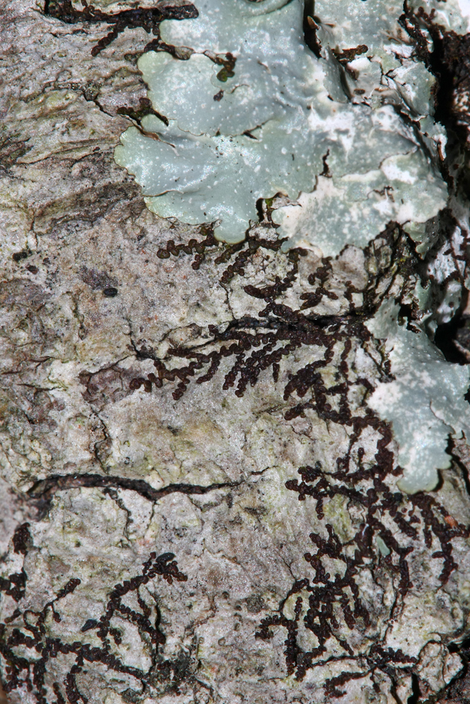 Frullania sp. (a liverwort)