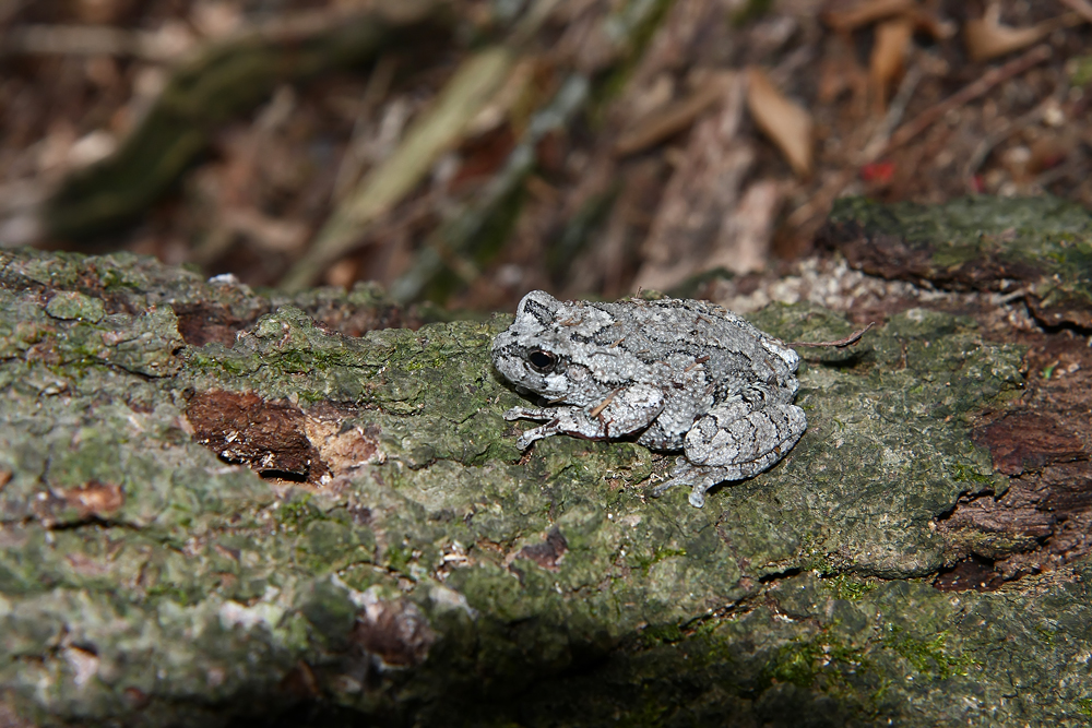 Northern Gray Treefrog