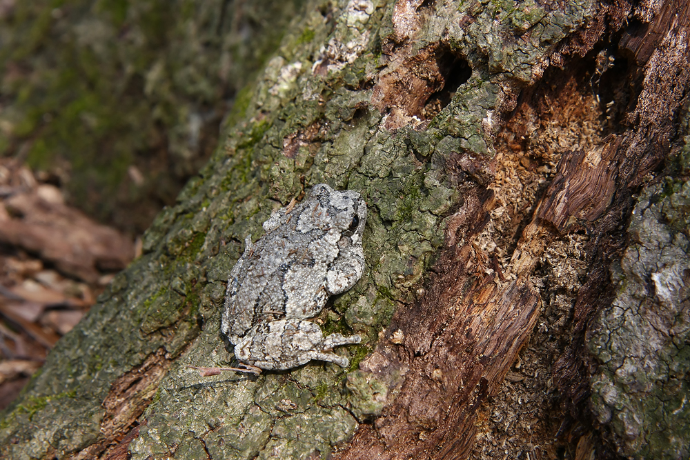 Northern Gray Treefrog