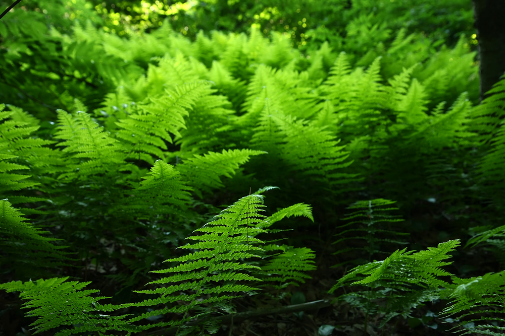 Dennstaedtia punctilobula (Hay-scented Fern)
