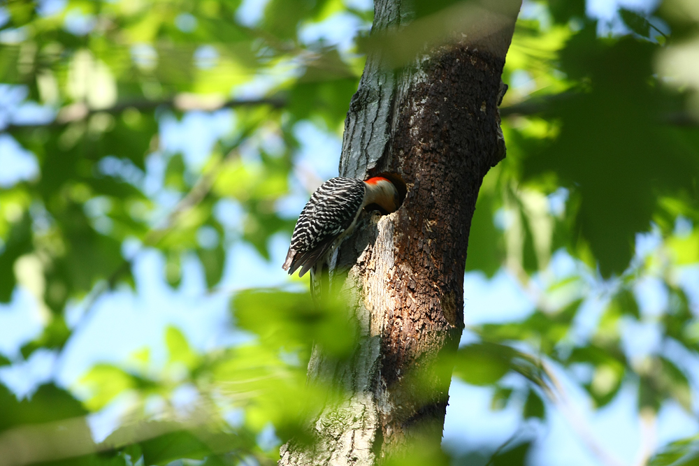 Red-bellied Woodpecker