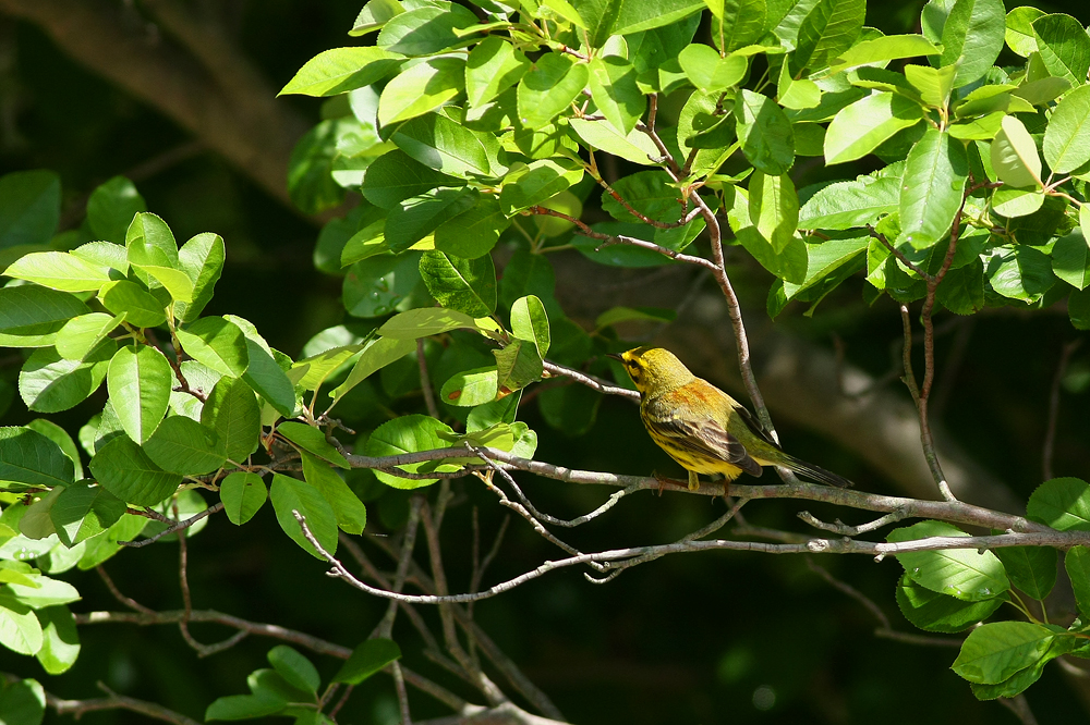 Prairie Warbler (male)
