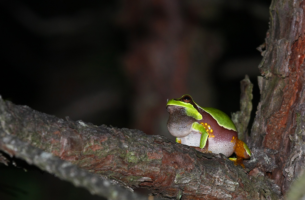 Pine Barrens Treefrog