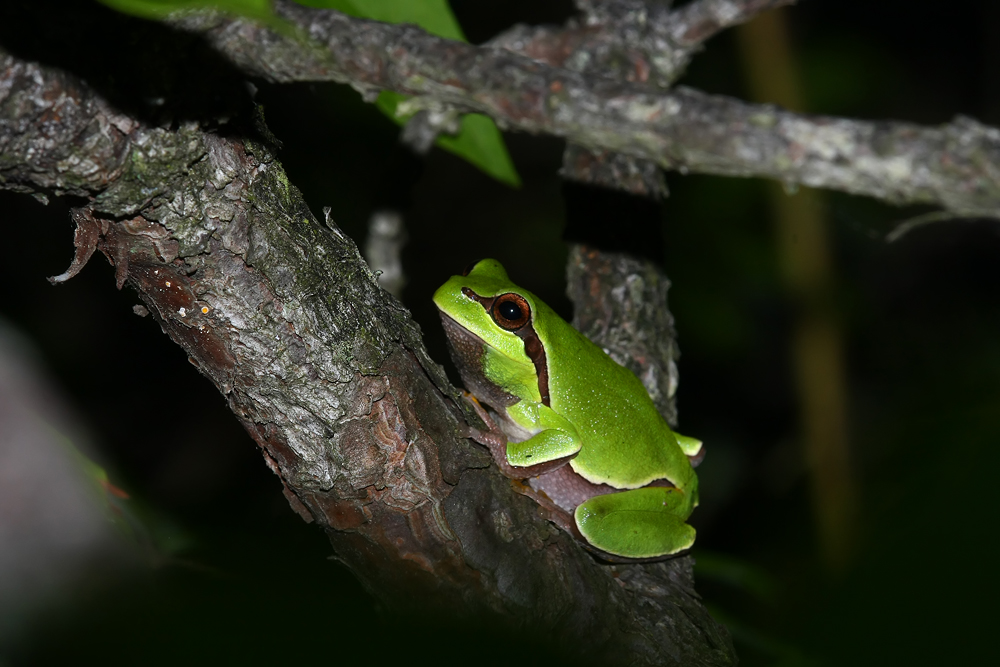 Pine Barrens Treefrog