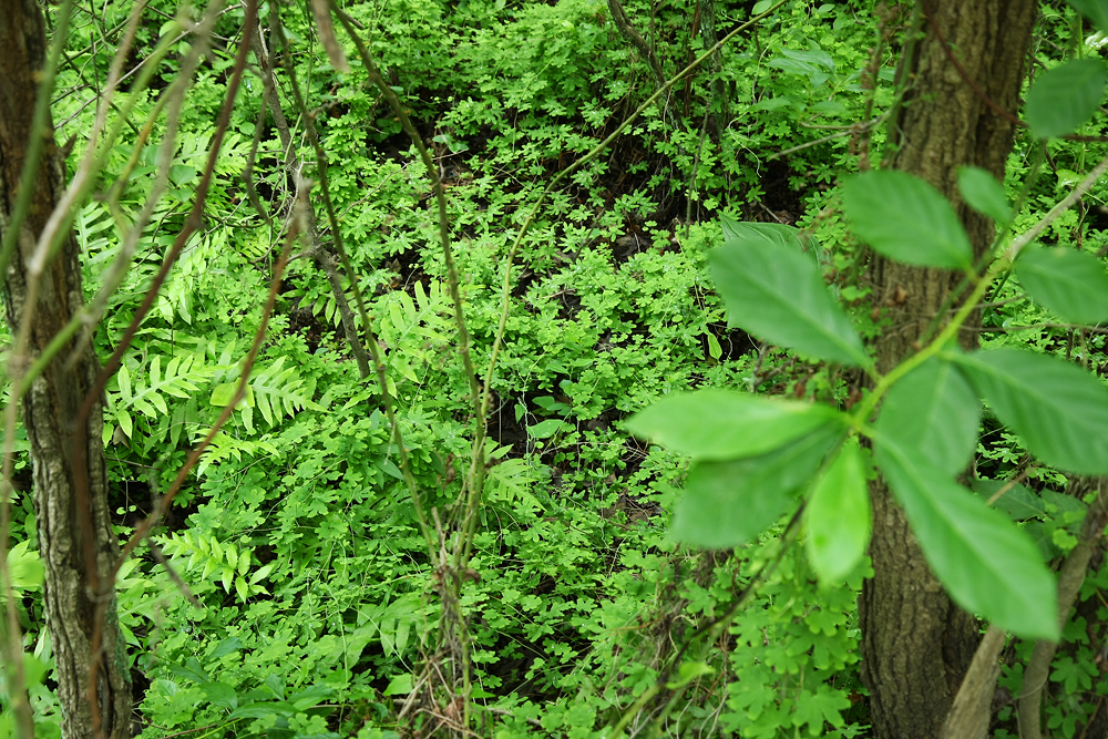 Lygodium palmatum (Climbing Fern)