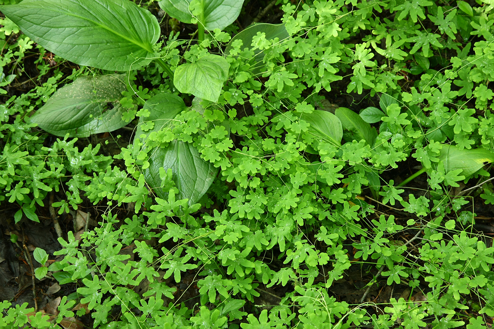 Lygodium palmatum (Climbing Fern)