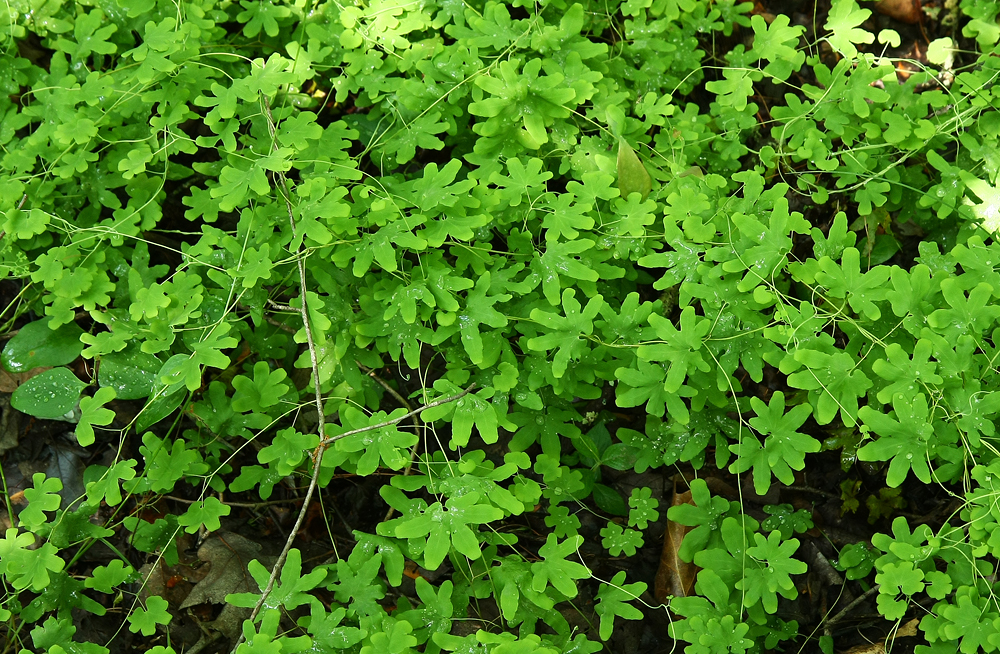 Lygodium palmatum (Climbing Fern)
