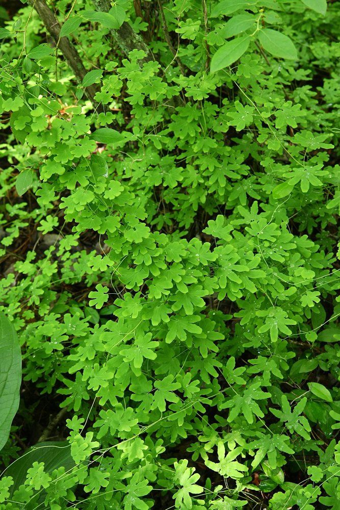 Lygodium palmatum (Climbing Fern)