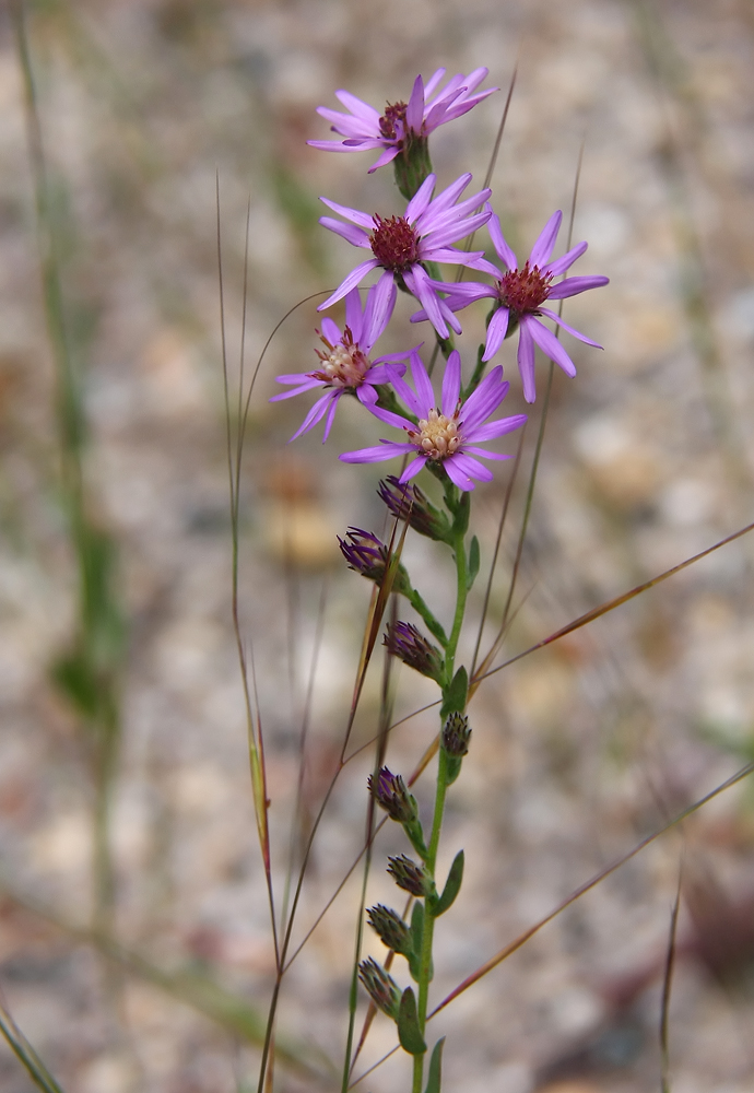 Aster concolor- Silvery Aster