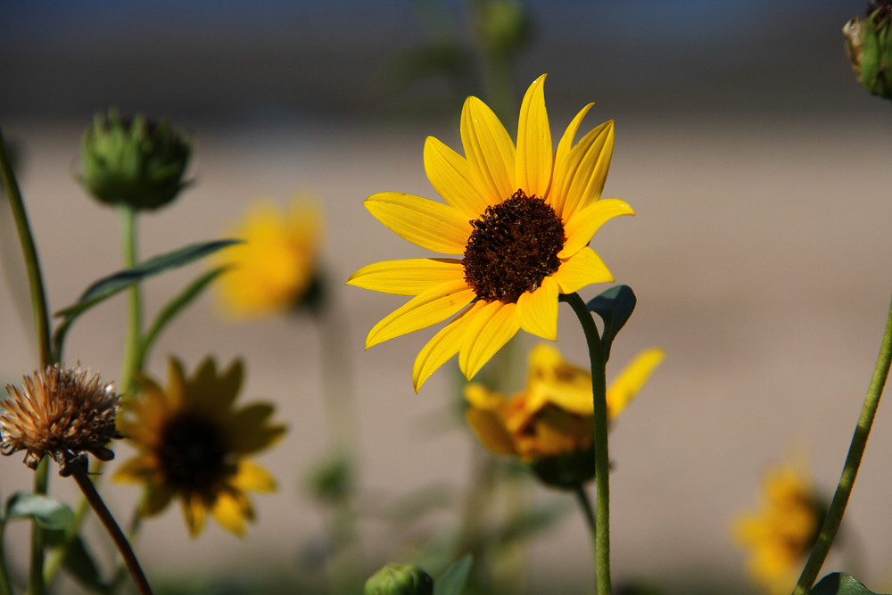 Helianthus petiolaris- Prairie Sunflower