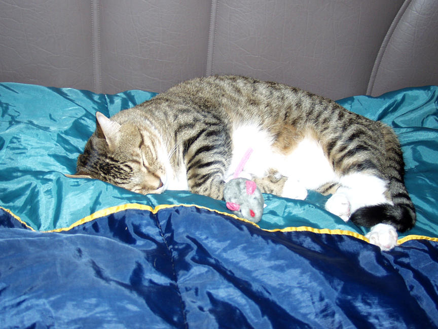 Tired Kitty After The First Day Out