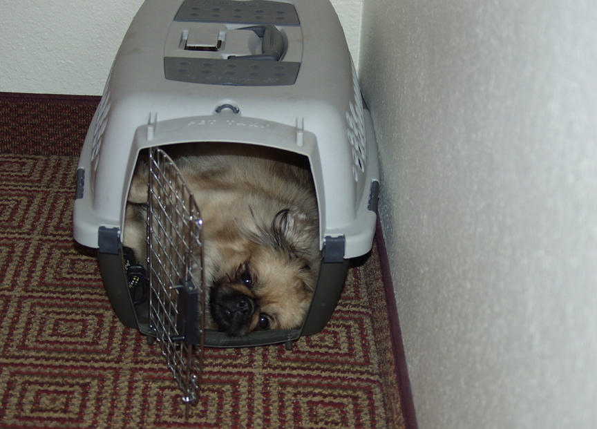 The First Night In The Hotel And Precious Decides To Sleep In The Kittys Pet Carrier