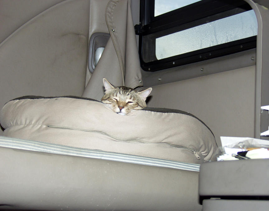 The Kitty In Preciouss Bed
