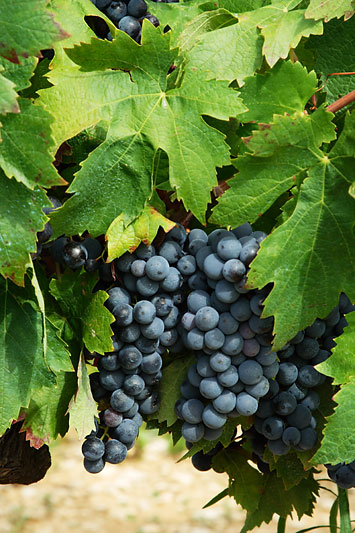 Ctes du Luberon-6646w.jpg