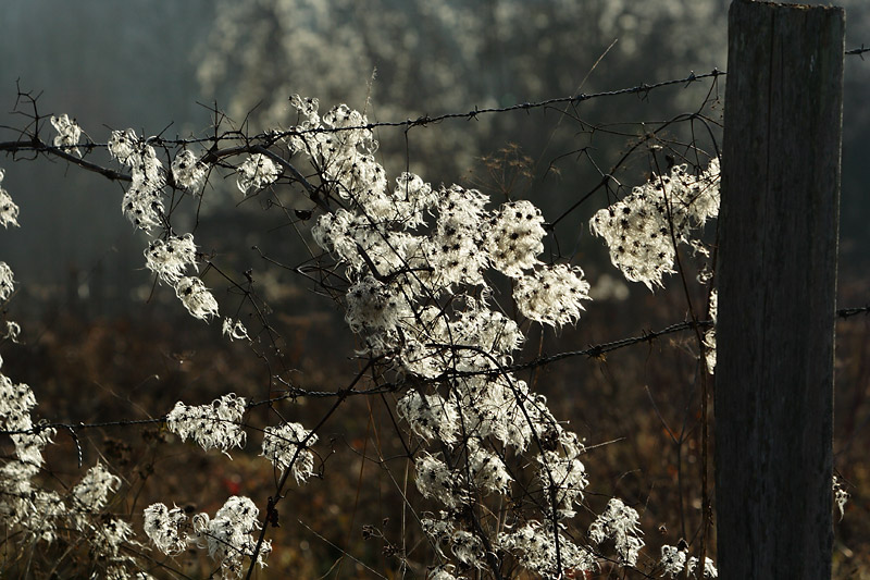 Flocons_7189w.jpg