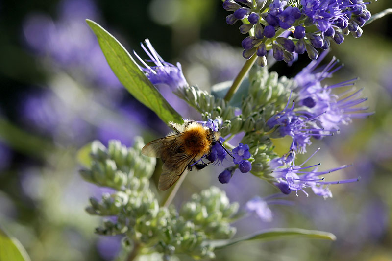 Butinage sur Caryopteris_0846r.jpg