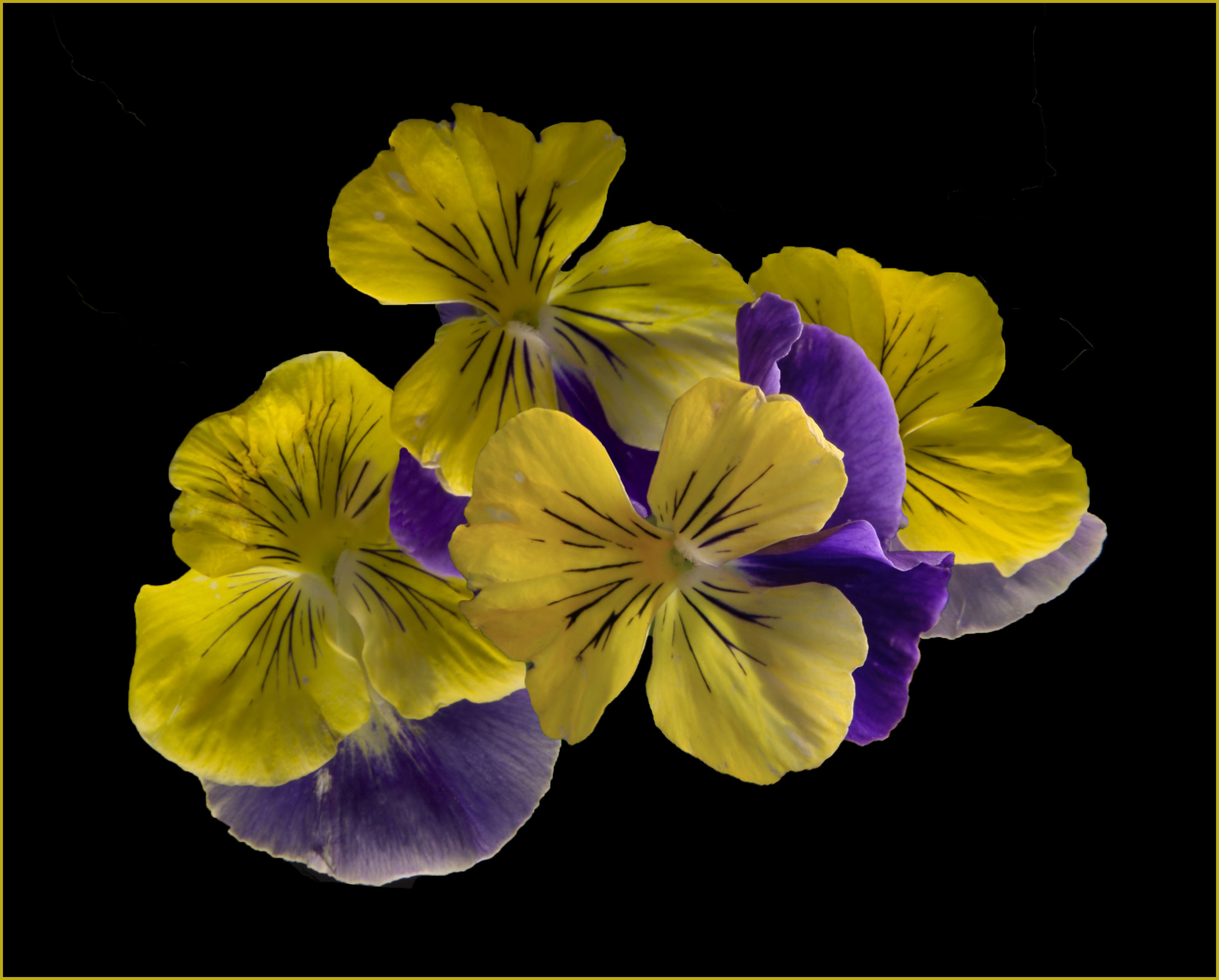 Pansies 