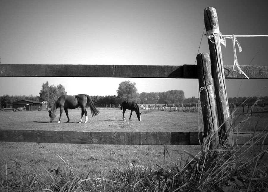 Framed horses