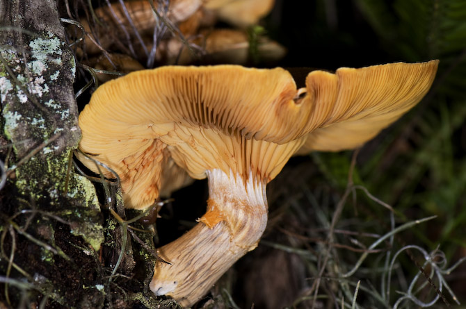 Mushroom