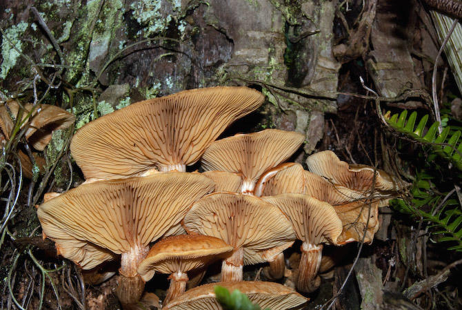Mushroom Cluster