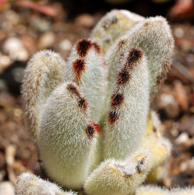 Kalanchoe Tomentosa
