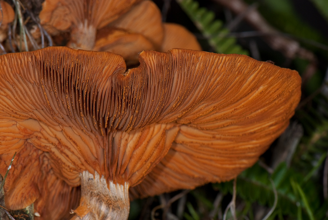 Spores