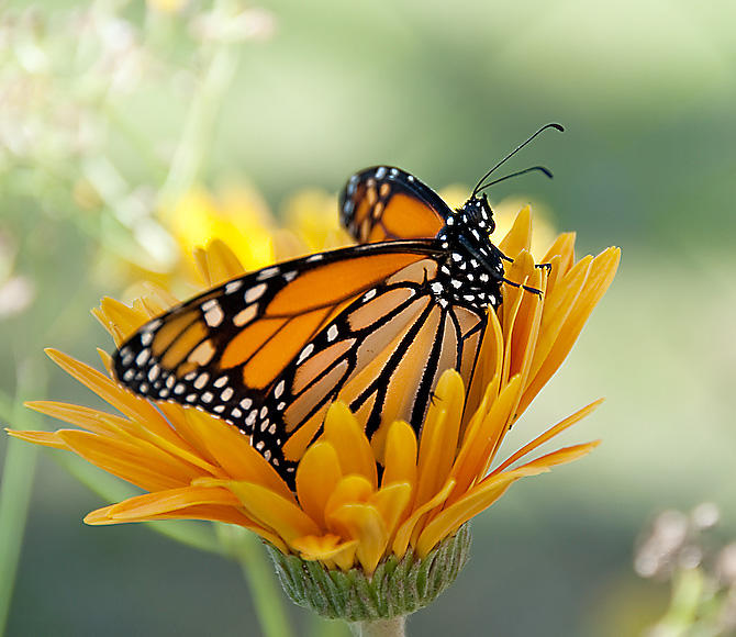 Gerbera Monarch