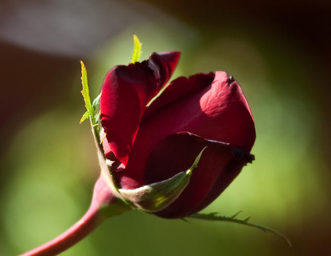 Bud