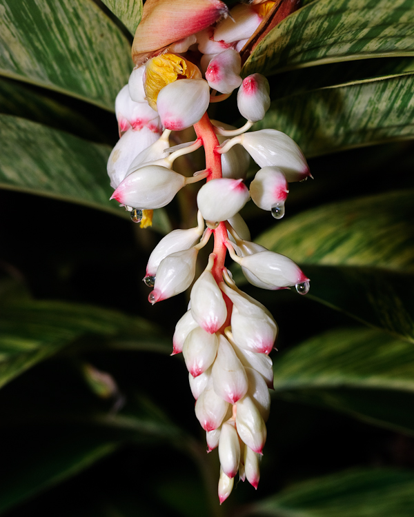 Shell Ginger